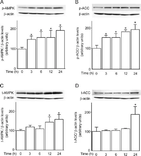 AGP2K: Unveiling the Science and Significance of the Agouti-Related Protein 2000
