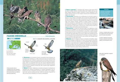 Autours, Buses et Faucons : Les Rapaces Aériens Dévoilés, Seigneurs des Cieux