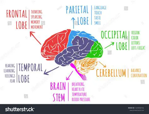 Brain Lobes and Their Functions