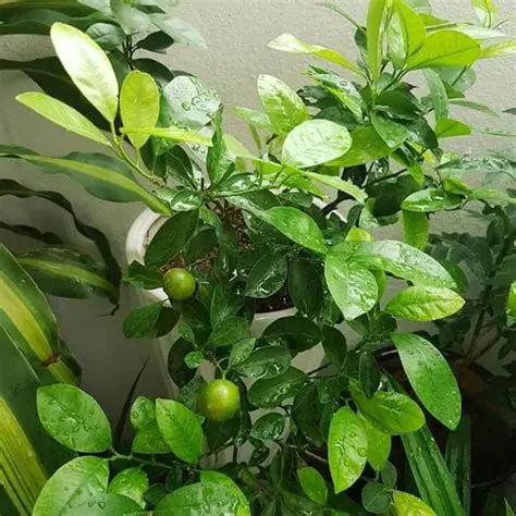 Calamansi: Unveiling the Versatile iziJeruk Kasturi Plant and Its Myriad Benefits