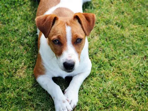 Cane Jack Russell: A Comprehensive Guide to Owning and Caring for These Energetic Companions