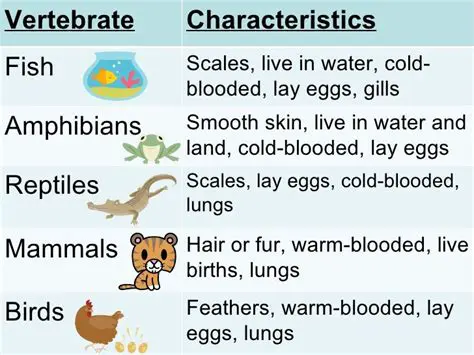Characteristics of Vertebrates