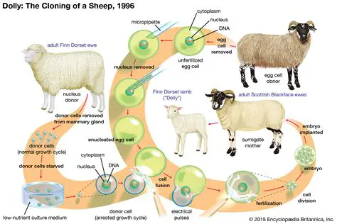 Cloning of superior offspring