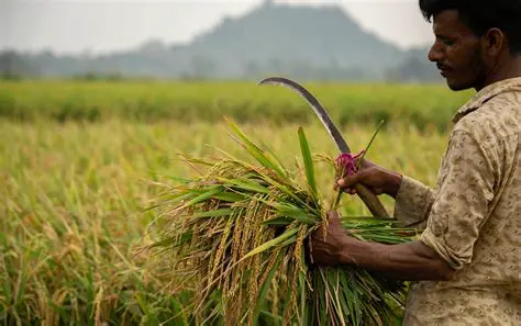 Continuation of the Rice Program