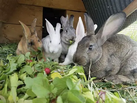 Cumberland Times-News Classifieds Pets: Your Guide to Local Animal Connections