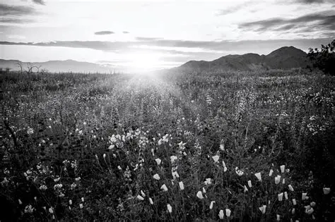 Deseret News Obituaries Archives: A Timeless Repository of Lives Lived