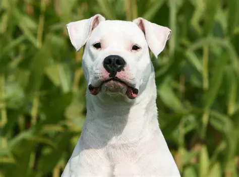 Dogo Argentino News Today: Breed Insights, Health, and Responsible Ownership