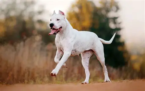 Dogo News: Your Ultimate Source for Dog-Related News and Information