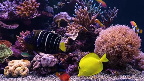 Features of the Fish Screensaver
