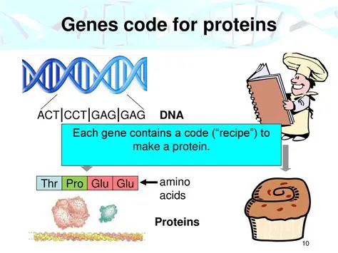 How Genes Code for Proteins