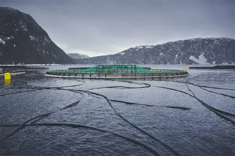 IISMOOKEY BARN NEWS: Latest Updates & Insights from the East Coast Aquaculture Hub