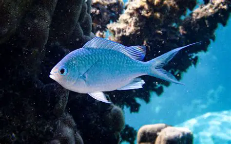 Key Features of Chromis POS