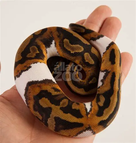 A Királypiton titokzatos világa: Életmódja, tartása és védelme