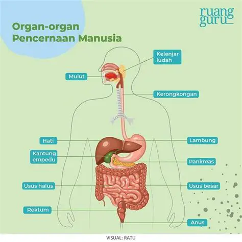 Knees Artinya: Panduan Lengkap Anatomi, Fungsi, dan Kesehatan Lutut