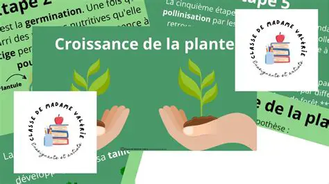 La Croissance de la Plante