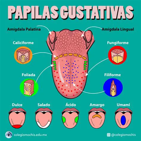 La Influencia del Vasco en la Lengua Castellana