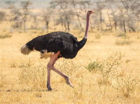 Male ostriches play a vital role in the breeding season