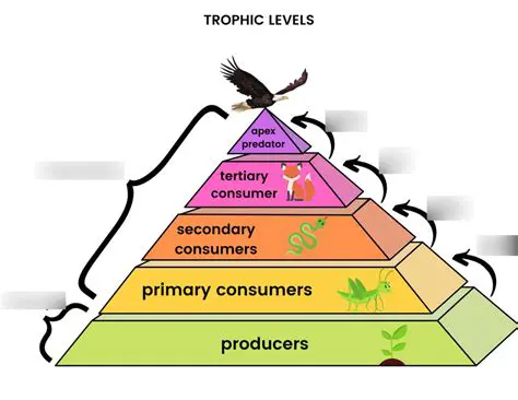 Options for Primary Consumers