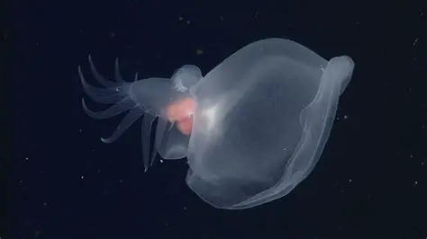 Pseoscidasiascse: Unlocking the Secrets of a Newly Discovered Deep-Sea Marvel