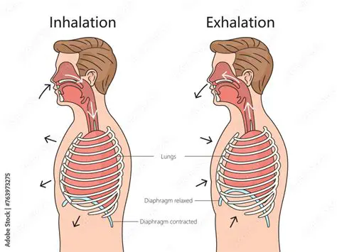 The Anatomy of Inhalation and Exhalation