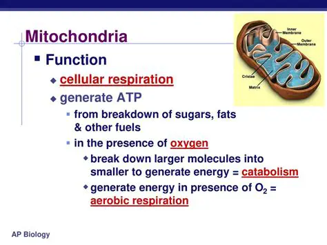 The Importance of Mitochondria in Cellular Respiration