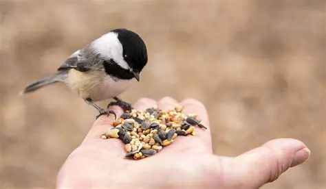 The Initial Amount of Birdseed