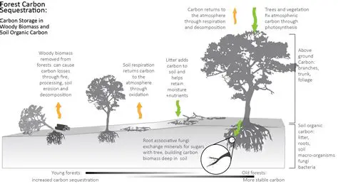 The Process of Carbon Sequestration in Forests