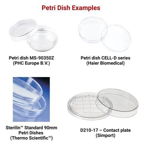 The Relationship Between Bacteria Population and Petri Dish Size