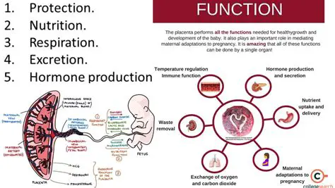 The Role of Nutrition in Placenta Development