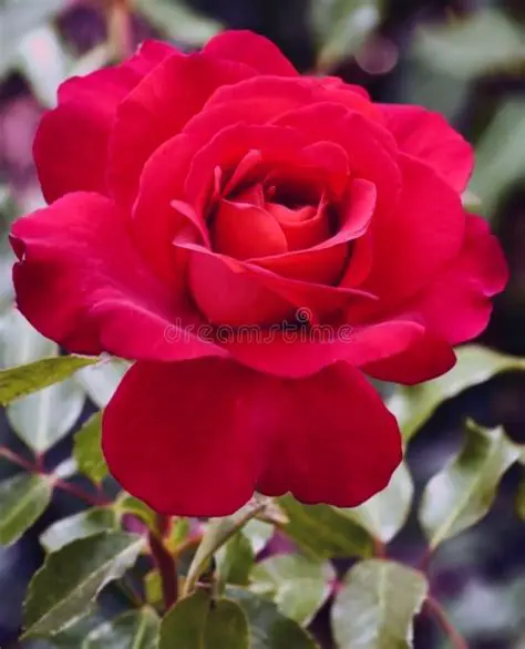 The Rose: Unveiling the Timeless Allure of Australia's Favourite Flower