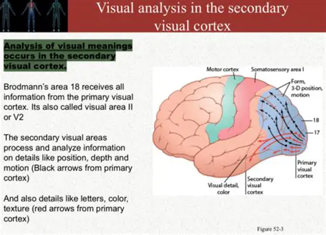 The secondary visual cortex
