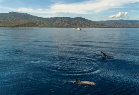 Timor Leste: A Thriving Sanctuary and Critical Corridor for Whales