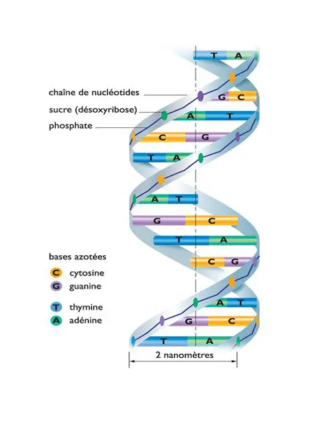 Tout Savoir sur l'ADN : Structure, Fonction et Importance Biologique