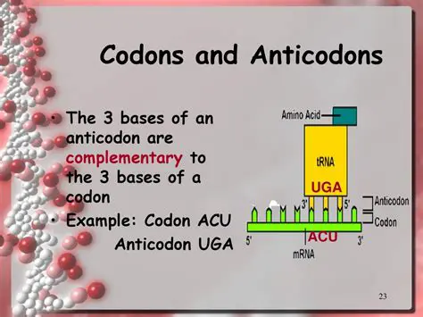 Understanding Codons and Anticodons