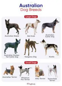 Understanding Dog Breeds: A Comprehensive Guide for Australian Owners