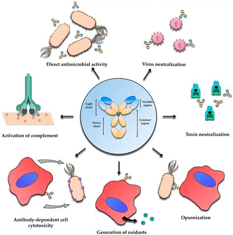 Understanding the Importance of the Immune System