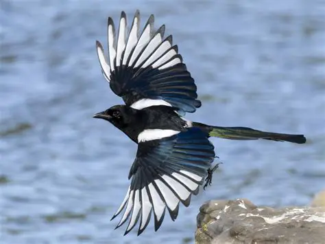 The Urraca: Unveiling the Intelligence and Adaptability of the Eurasian Magpie