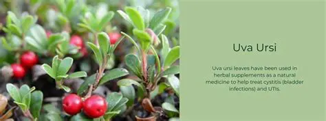 UVA: Unveiling the Rich History, Health Benefits, and Culinary Versatility of This Ancient Fruit