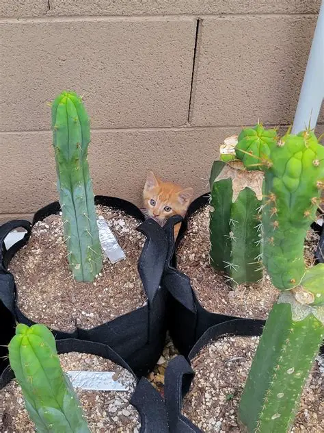 Unraveling the Mystery: When Your Virtual Garden Occasionally Causes Mischief