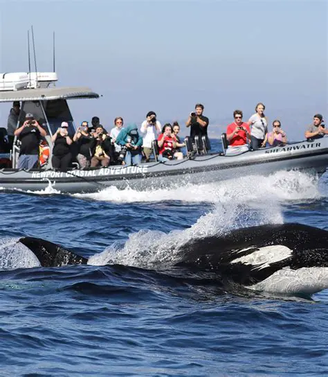 Unveiling the Marine Wonders: Whale Watching from 309 Palm St, Newport Beach, CA