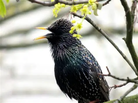 wwwburungnews: The Premier Digital Nexus for Avian Enthusiasts and the Competitive Bird World
